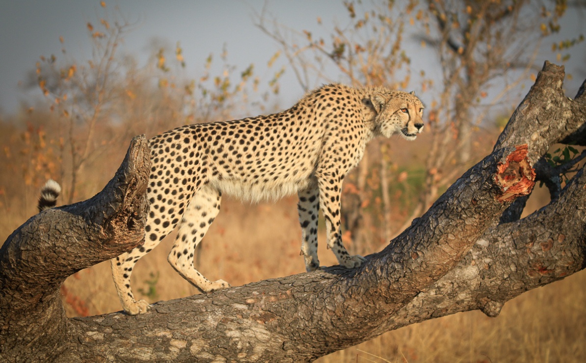Cheetah standing on a dead tree at Sabi Sabi Private Game Reserve. Cheetah standing on a dead tree at Sabi Sabi Private Game Reserve.