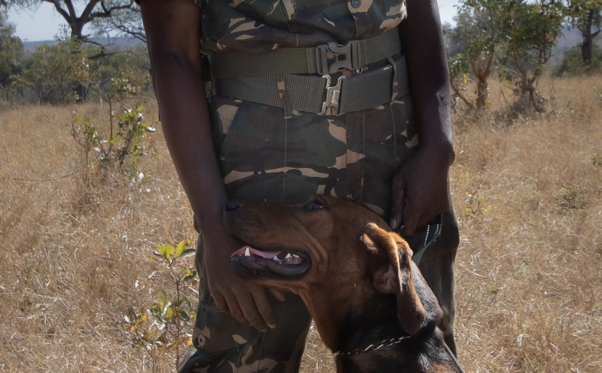 Sabi Sabi anti-poaching unit with their trained dog ensures protection to endangered species. Sabi Sabi anti-poaching unit with their trained dog ensures protection to endangered species.