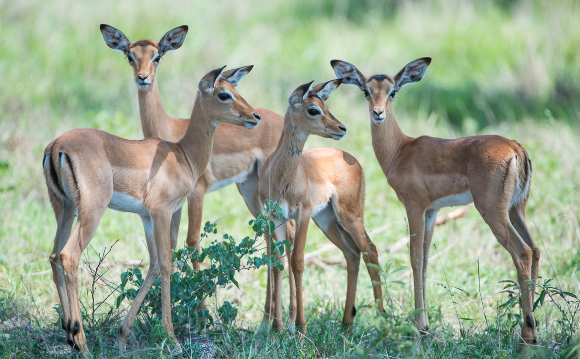Young impala spotted standing together at Sabi Sabi Private Game Reserve. Young impala spotted standing together at Sabi Sabi Private Game Reserve.