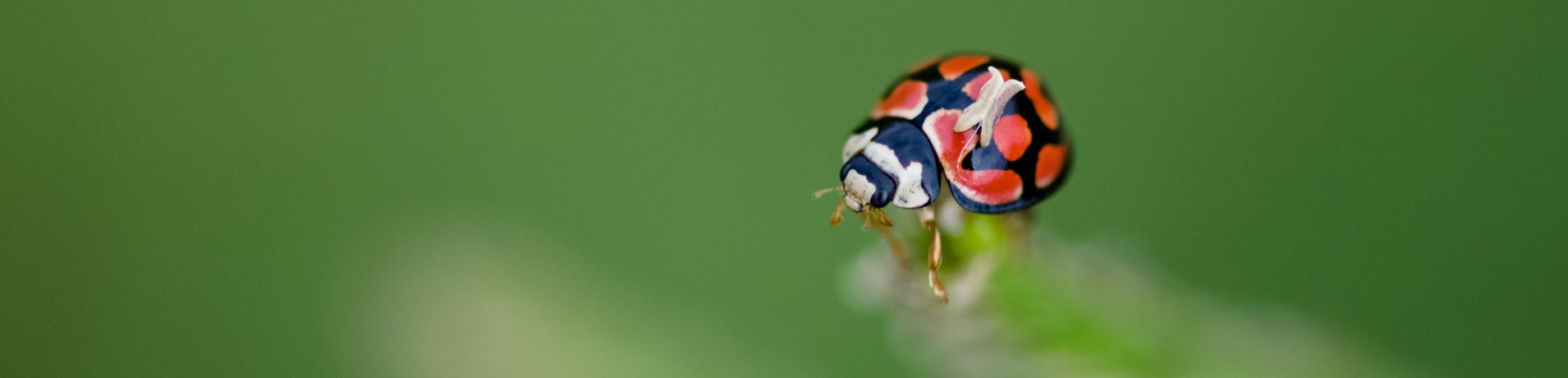 General Wildlife  110 General Wildlife  110