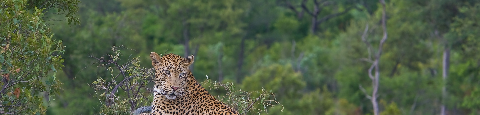 Sighting of a leopard resting on an anthill in the Sabi Sabi Private Game Reserve. Sighting of a leopard resting on an anthill in the Sabi Sabi Private Game Reserve.