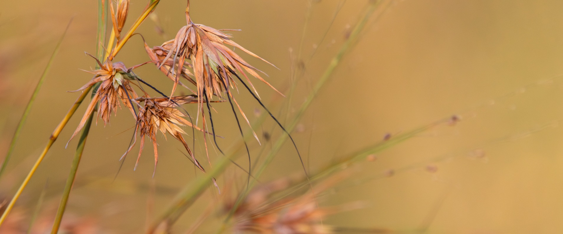 Grasses Jp Van Rooyen Banner Grasses Jp Van Rooyen Banner