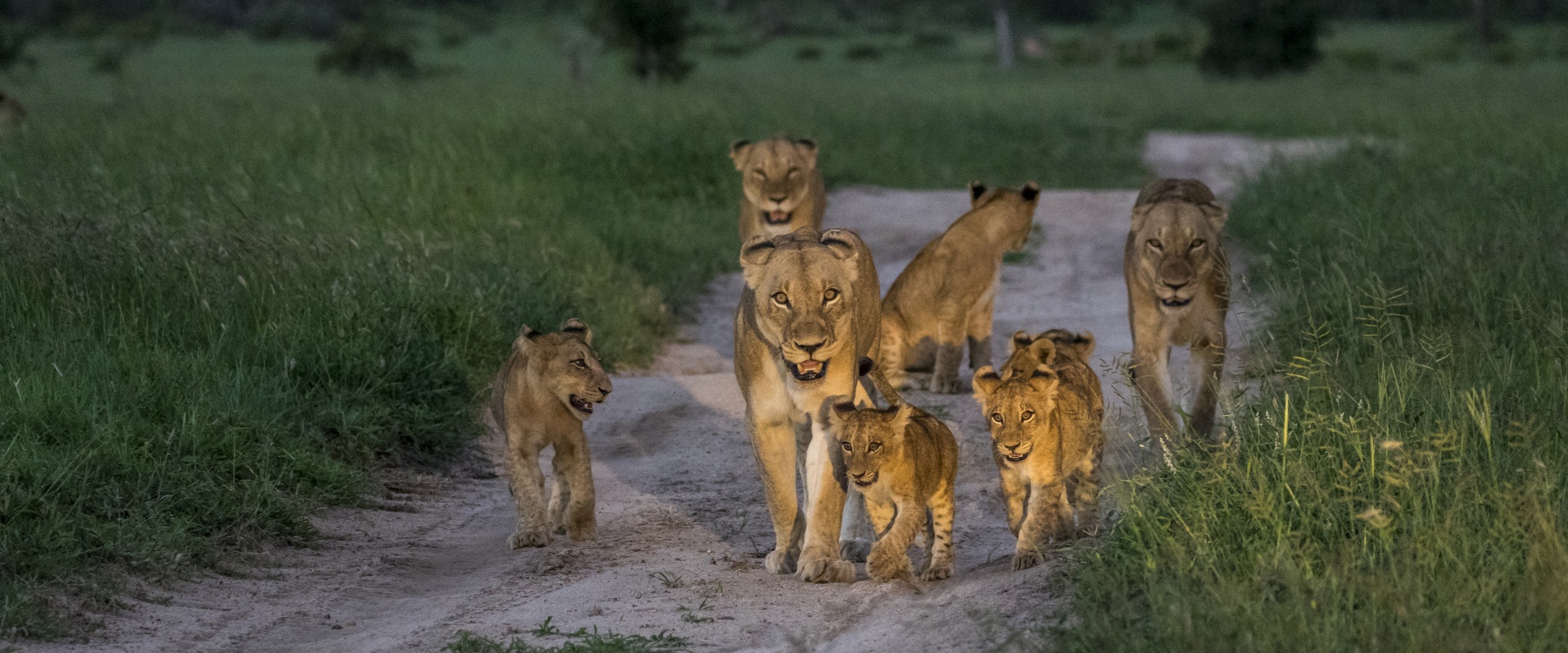 A regal pride of lions, accompanied by their playful cubs, traversing a gravel road. A regal pride of lions, accompanied by their playful cubs, traversing a gravel road.