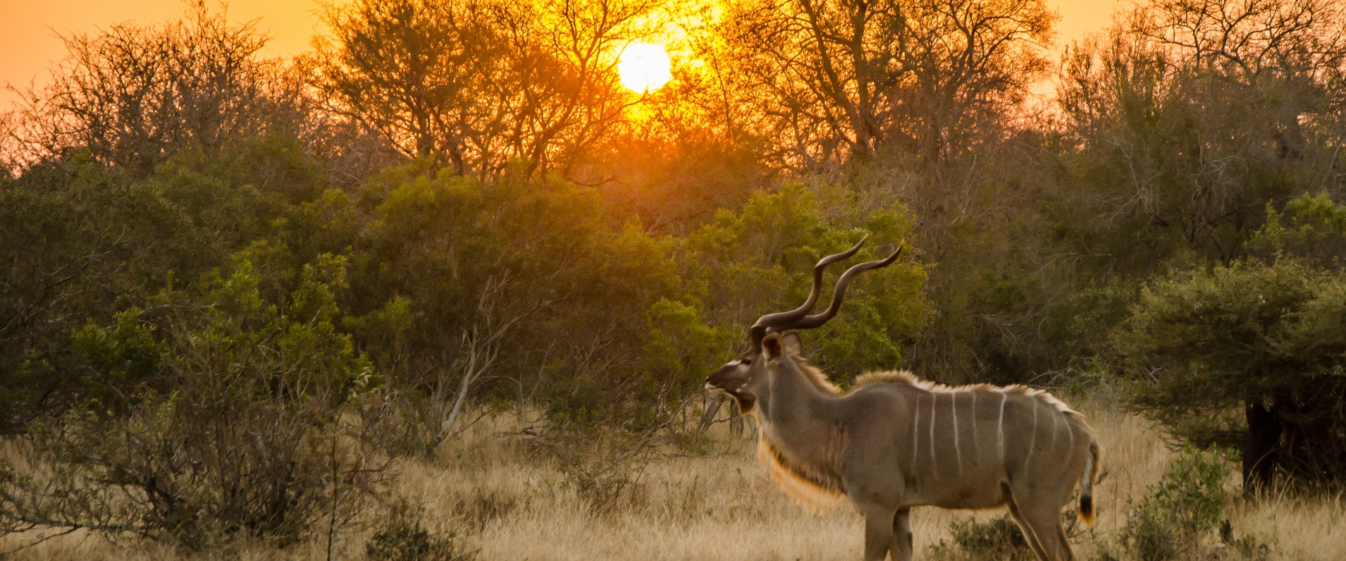 Witness a majestic kudu bull on a Sabi Sabi Private Game Reserve drive. Witness a majestic kudu bull on a Sabi Sabi Private Game Reserve drive.