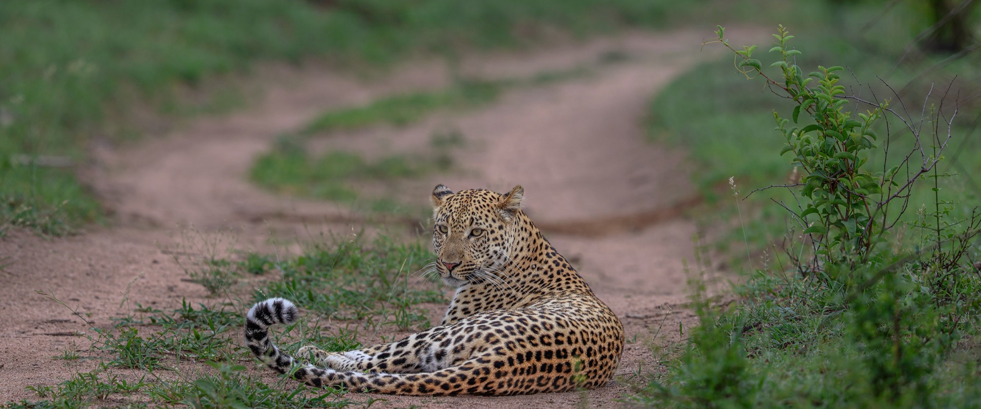 Sabi Sabi Ruan Mey Male Leopard Banner Sabi Sabi Ruan Mey Male Leopard Banner