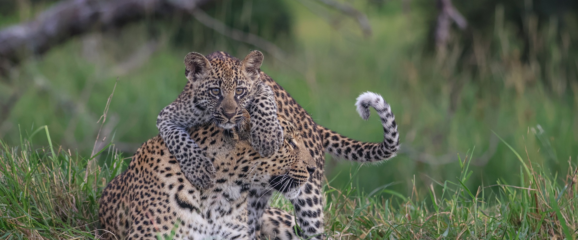 Golonyi and Her New Beginnings.  Golonyi and Her New Beginnings.