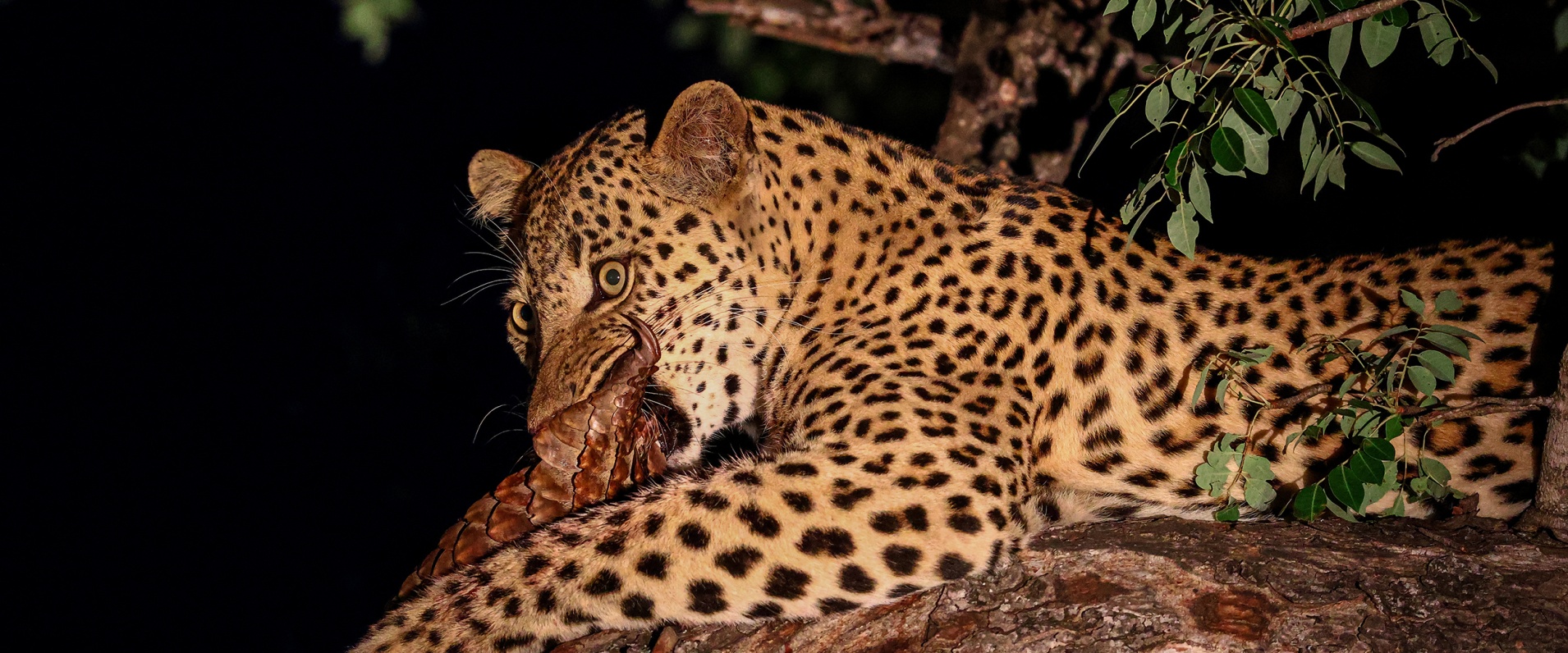 A Once-in-a-Lifetime Sighting A Once-in-a-Lifetime Sighting