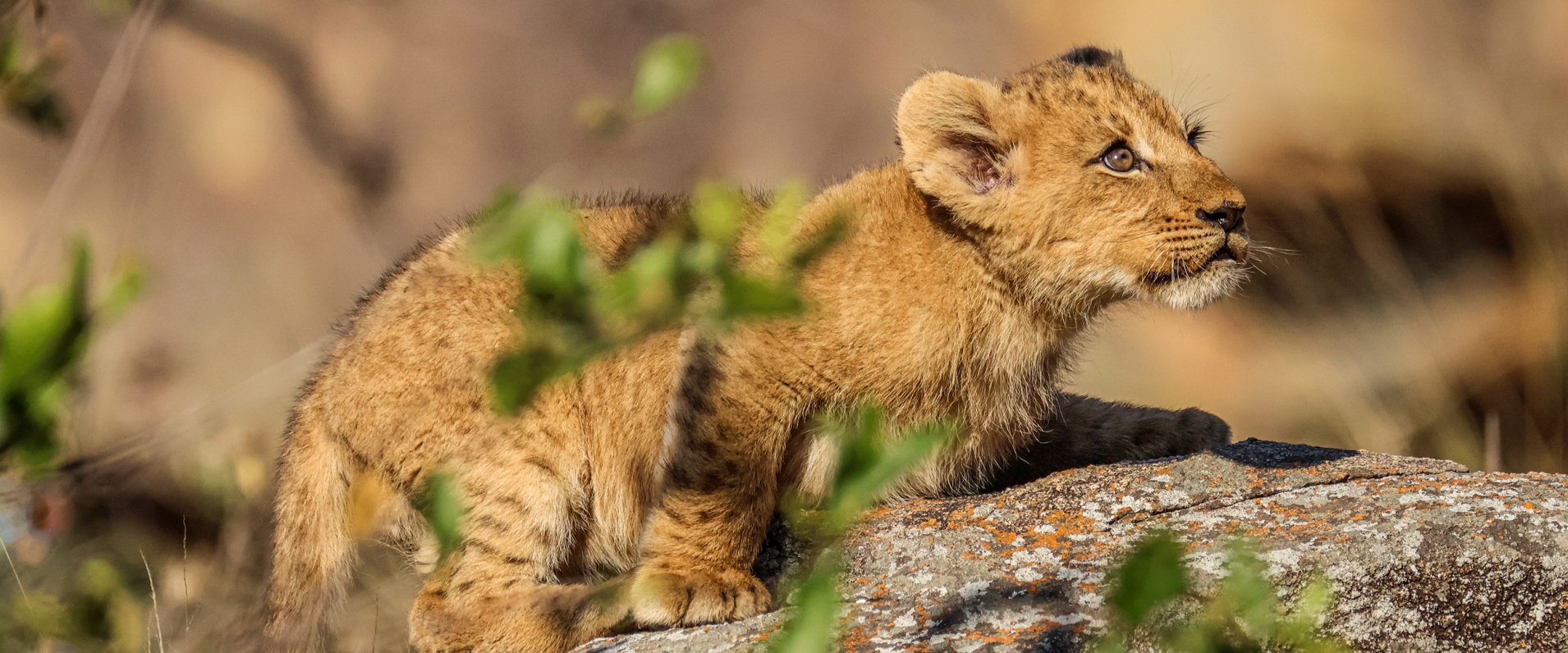 Sabi Sabi Ruan Mey Banner Image Sabi Sabi Ruan Mey Banner Image