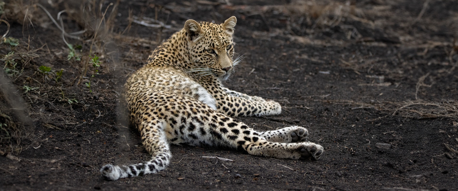 Sabi Sabi Ronald Mutero Ntsumi Banner3 Sabi Sabi Ronald Mutero Ntsumi Banner3