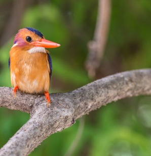 Rewarding sight of a kingfisher on a branch waiting to catch its next meal. Rewarding sight of a kingfisher on a branch waiting to catch its next meal.