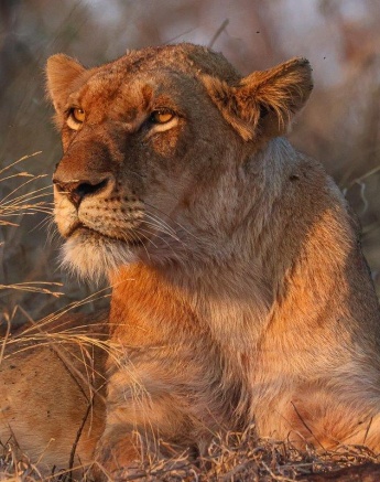 Members of the Southern Pride resting together. Members of the Southern Pride resting together.
