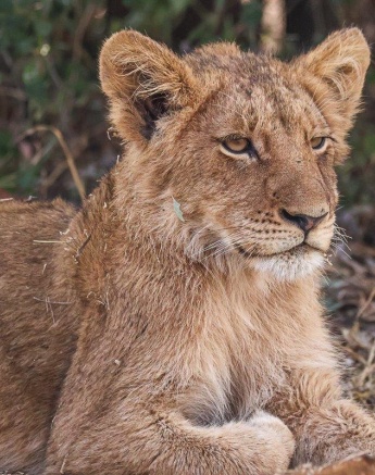 A cub from the Msuthlu Pride resting after a successful hunt. A cub from the Msuthlu Pride resting after a successful hunt.