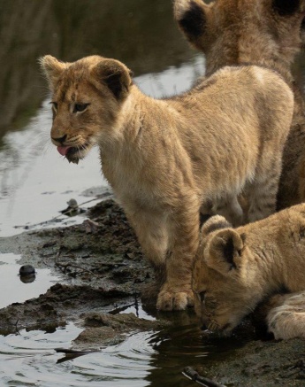 Lion cub drinking from the waterhole, part of the Msuthlu Pride gathering. Lion cub drinking from the waterhole, part of the Msuthlu Pride gathering.