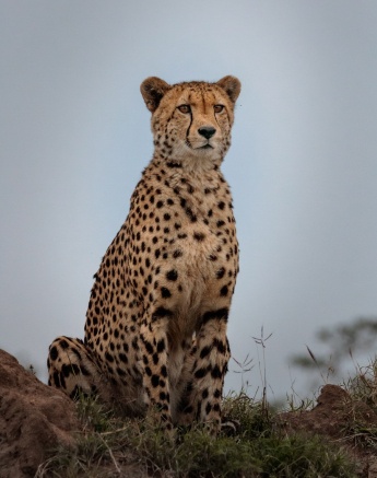 A cheetah scans its surroundings. A cheetah scans its surroundings.