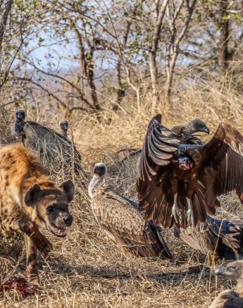 Various scavengers, including vultures and hyenas, around a waterbuck carcass. Various scavengers, including vultures and hyenas, around a waterbuck carcass.