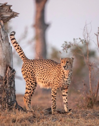 A cheetah near a dead tree. A cheetah near a dead tree.