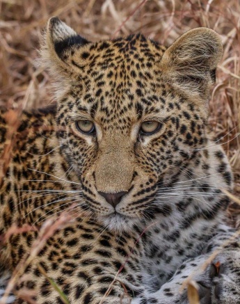 Close-up of the Ntsumi leopard cub. Close-up of the Ntsumi leopard cub.