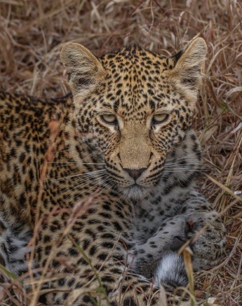 The Ntsumi leopard cub lying down. The Ntsumi leopard cub lying down.