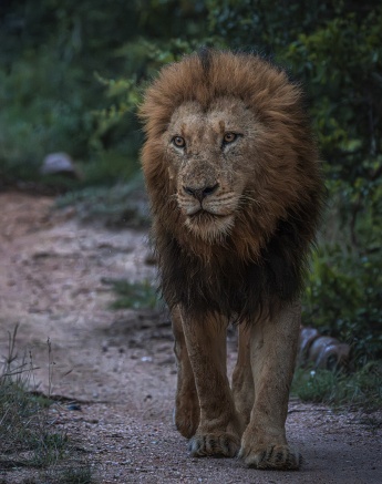 This dominant male lion is no doubt a part of the 'Big Cat' category. This dominant male lion is no doubt a part of the 'Big Cat' category.