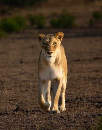 Lions from the Msuthlu Pride on a hunting mission. Lions from the Msuthlu Pride on a hunting mission.