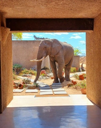 Elephant visiting Earth Lodge, framed by lodge architecture. Elephant visiting Earth Lodge, framed by lodge architecture.