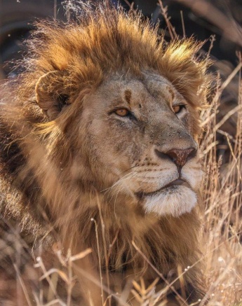 A Gijima male lion in the Msuthlu Pride's territory. A Gijima male lion in the Msuthlu Pride's territory.