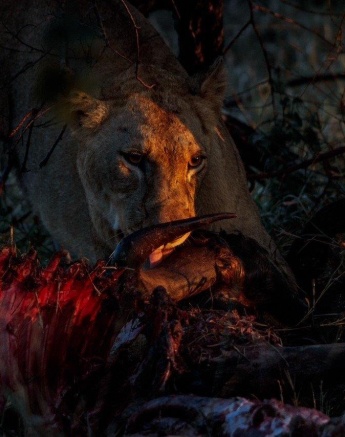 A female member of the Styx Pride feeds on a buffalo kill. A female member of the Styx Pride feeds on a buffalo kill.