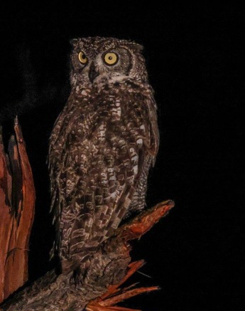 Spotted Eagle Owl Sabi Sabi Ruan Mey Spotted Eagle Owl Sabi Sabi Ruan Mey