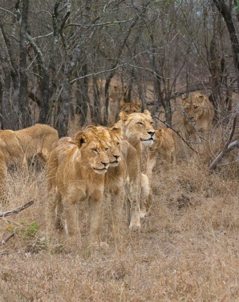 A lion from the Khambula Pride emerging from tall grass. A lion from the Khambula Pride emerging from tall grass.