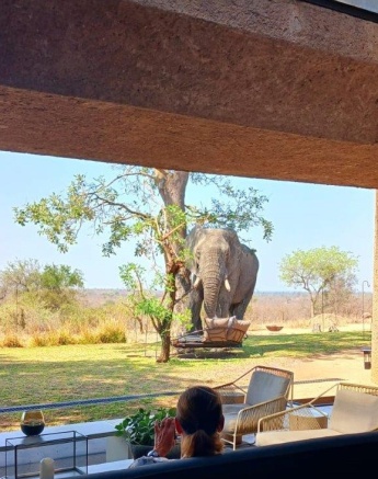 Elephant walking near Earth Lodge, blending with the lodge’s natural landscape. Elephant walking near Earth Lodge, blending with the lodge’s natural landscape.