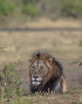 Gijima male lion in a powerful stance, observing his surroundings with focused attention. Gijima male lion in a powerful stance, observing his surroundings with focused attention.