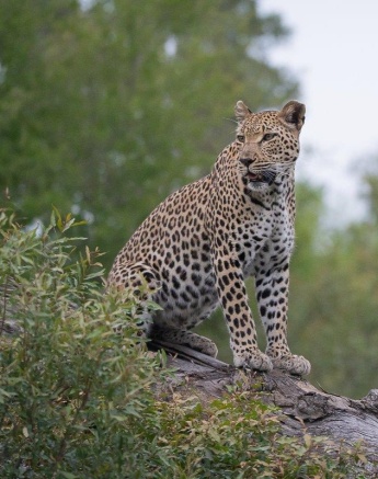 The formidable Ntsumi leopard scans the environment from the height of a rocky outcrop. The formidable Ntsumi leopard scans the environment from the height of a rocky outcrop.