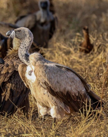 Vultures gathered around a waterbuck carcass. Vultures gathered around a waterbuck carcass.