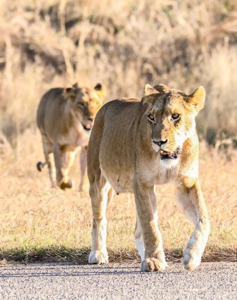 Lions usually hunt in their prides as they are very social animals and most successful in a group. Lions usually hunt in their prides as they are very social animals and most successful in a group.