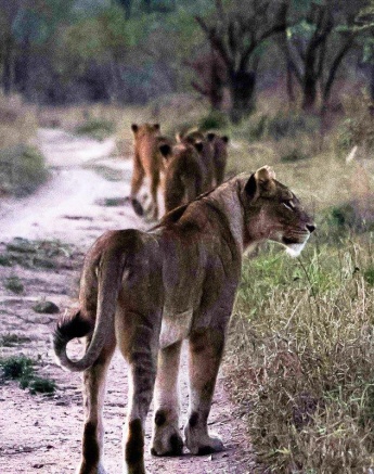 Their bodies are very muscular and weigh between 130 - 150 kg for females and 200 - 230 kg for males. They have an immense amount of power. Their bodies are very muscular and weigh between 130 - 150 kg for females and 200 - 230 kg for males. They have an immense amount of power.