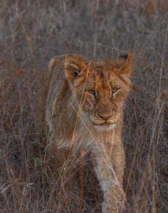 A well-fed cub from the Msuthlu Pride resting after a meal. A well-fed cub from the Msuthlu Pride resting after a meal.