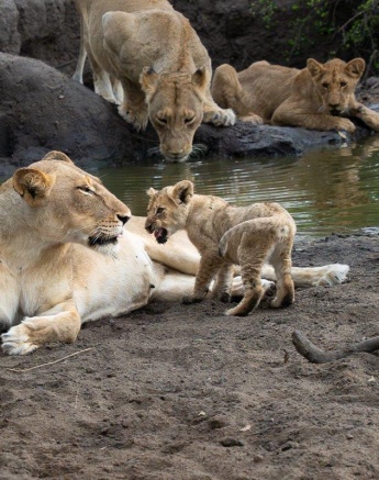 Lion cub roaring playfully at a lioness near a waterhole, bonding with the pride. Lion cub roaring playfully at a lioness near a waterhole, bonding with the pride.