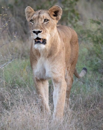 The oldest female of the Southern Pride took the lead and decided in which direction they will move, with her two daughters following close behind her. The oldest female of the Southern Pride took the lead and decided in which direction they will move, with her two daughters following close behind her.