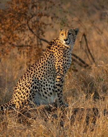 A cheetah moving through tall grass. A cheetah moving through tall grass.