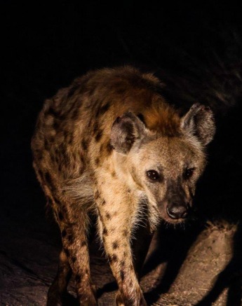 In large groups, hyenas have been known to chase cheetahs, wild dogs, and leopards off kills and in big enough groups sometimes even lions! In large groups, hyenas have been known to chase cheetahs, wild dogs, and leopards off kills and in big enough groups sometimes even lions!
