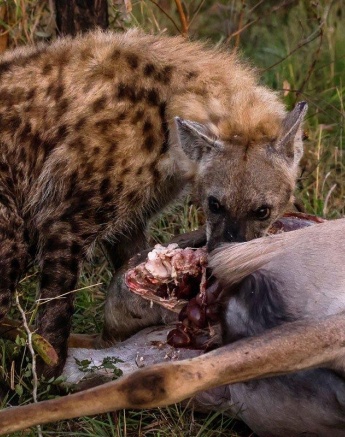 A hyena must remain alert while eating the remains of a stolen carcass. A hyena must remain alert while eating the remains of a stolen carcass.