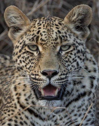 Detailed close-up of Ntsumi’s cub, highlighting her attentive gaze and smooth coat. Detailed close-up of Ntsumi’s cub, highlighting her attentive gaze and smooth coat.