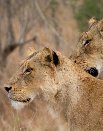 The Msuthlu Pride, including newly born cubs, resting together. The Msuthlu Pride, including newly born cubs, resting together.