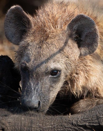 Hyenas scavenging around an elephant carcass, illustrating the ecosystem. Hyenas scavenging around an elephant carcass, illustrating the ecosystem.