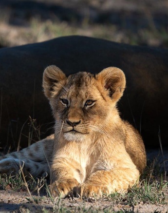 A cub from the Southern Pride relaxes in the sun between playtimes. A cub from the Southern Pride relaxes in the sun between playtimes.