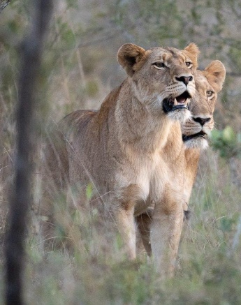With their noses held up high, two female members of the Southern Pride try to get the slightest scent of any potential prey that might be in the area. With their noses held up high, two female members of the Southern Pride try to get the slightest scent of any potential prey that might be in the area.