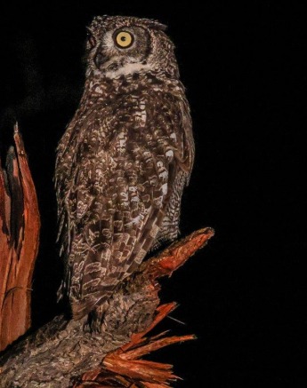 Spotted Eagle Owl Perched Ruan Mey Spotted Eagle Owl Perched Ruan Mey