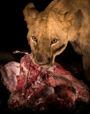 A Styx Pride female feeds on a wildebeest kill. A Styx Pride female feeds on a wildebeest kill.