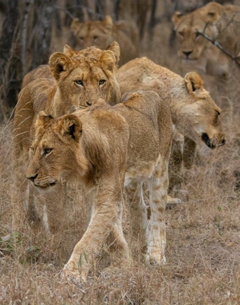A large gathering of the Khambula Pride, consisting of lions of all ages. A large gathering of the Khambula Pride, consisting of lions of all ages.