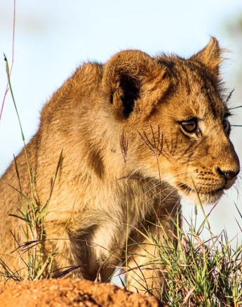 A playful cub from the Southern Pride looks for its next playmate. A playful cub from the Southern Pride looks for its next playmate.